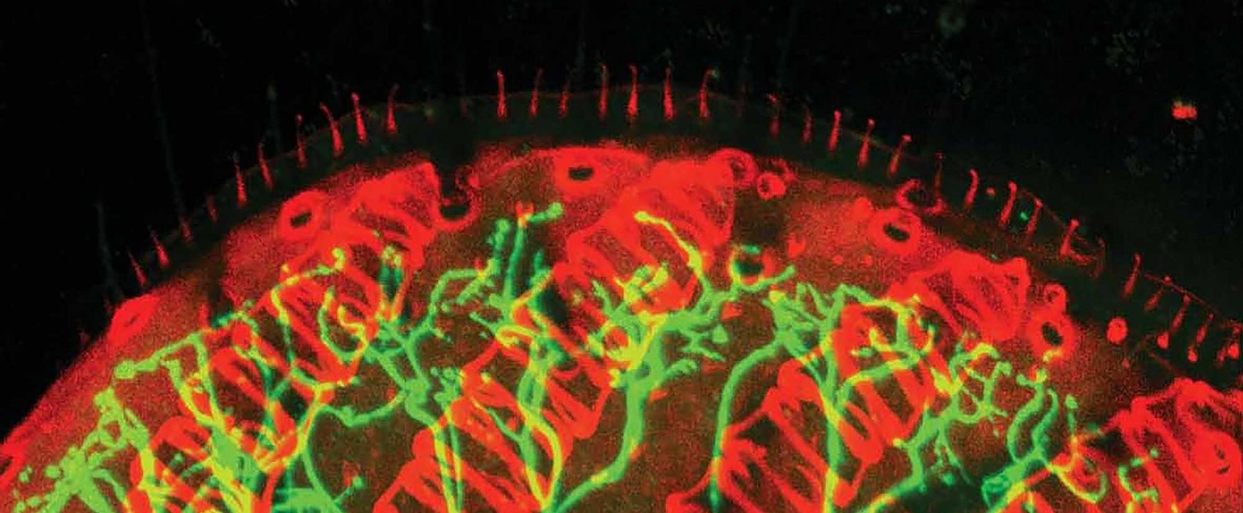 Molecular, Cellular & Circuit Mechanisms Controlling Behavior Banner