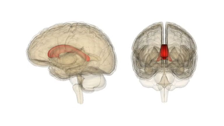 The corpus callosum, in red, connects the two hemispheres of the brain together.