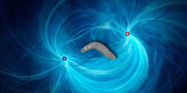 Fruit fly larvae will reorient themselves toward the negative pole of an electric field.