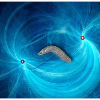 Fruit fly larvae will reorient themselves toward the negative pole of an electric field.