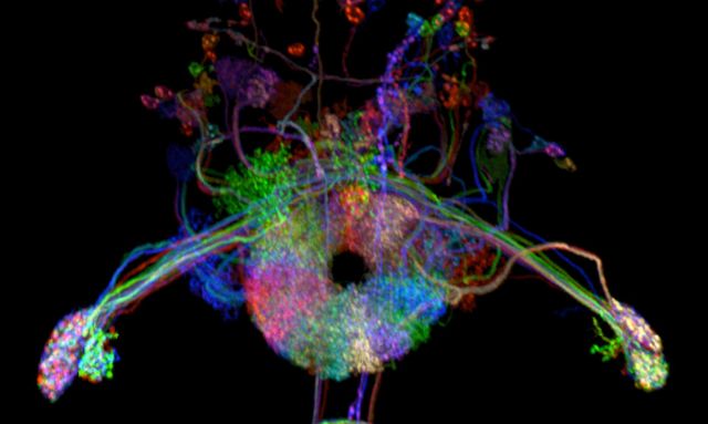 Compass neurons. Credit: Tanya Wolff