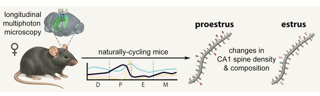 A description of the research on the role of ovarian hormones in the brain