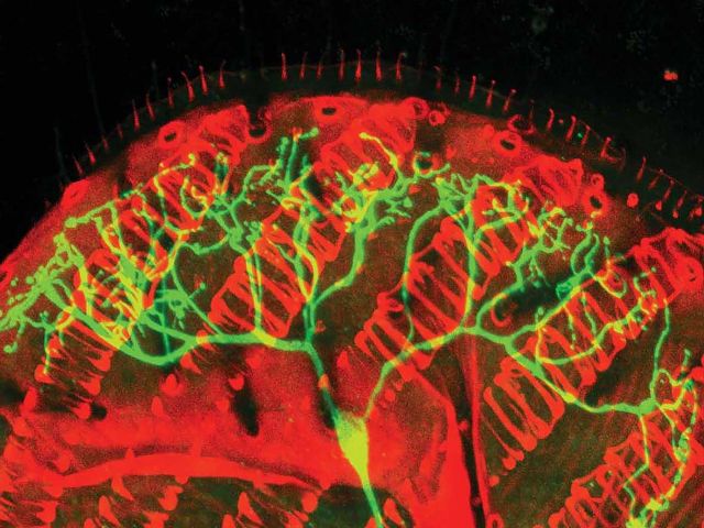 Molecular, Cellular & Circuit Mechanisms Controlling Behavior