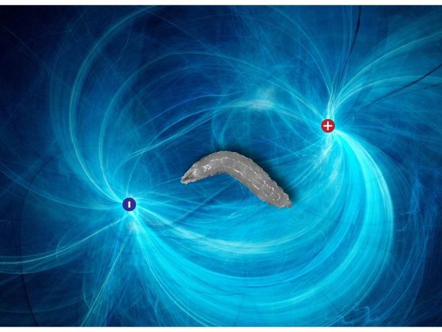 Fruit fly larvae will reorient themselves toward the negative pole of an electric field.
