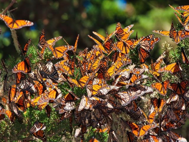 onarch butterflies undertake a multigenerational migration that covers thousands of miles